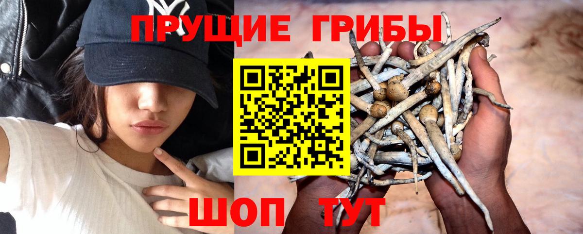 Псилоцибиновые грибы Psilocybe Брянск